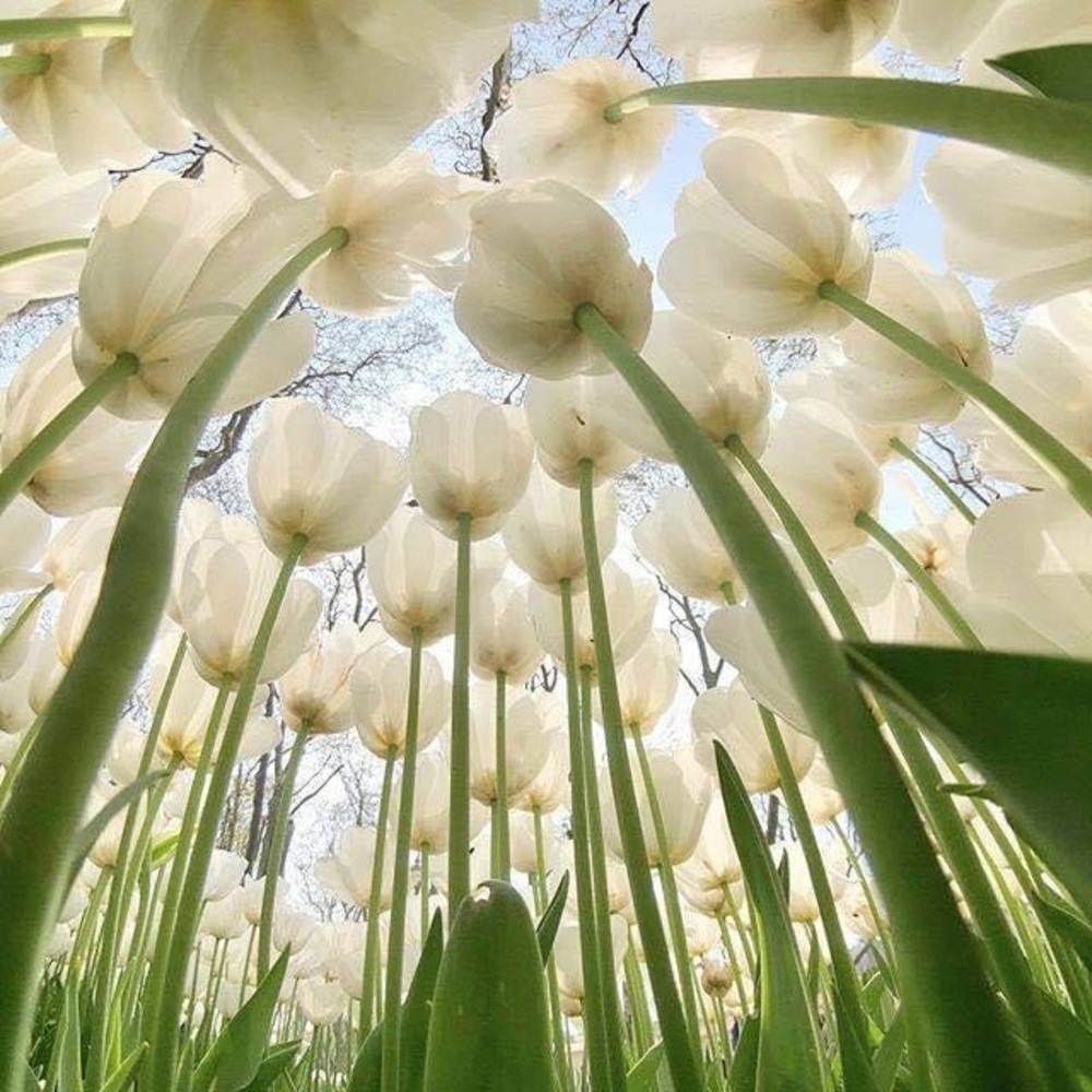 Meet your Posher, Taisa